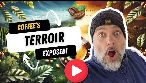 Australian Coffee Beans’ Unique Terroir Unveiled in Groundbreaking Study