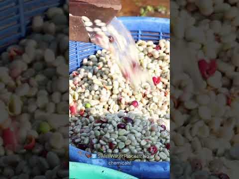 Dekáf Coffee Roasters Redefining Decaf with Innovation and Quality